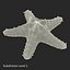 Starfishes 3D Models Collection
