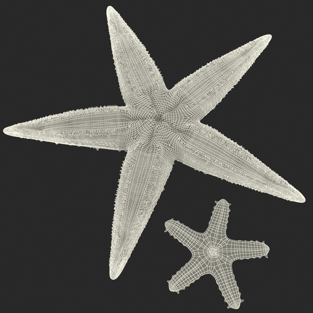 3d model of starfishes set red https://p.turbosquid.com/ts-thumb/bp/hJnV6f/4y0UEnGf/starfishescollection3dmodels47/jpg/1464952517/1920x1080/fit_q87/2b6f44e34e8c8b930f9ca945ae1899317a6d931b/starfishescollection3dmodels47.jpg