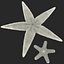 Starfishes 3D Models Collection