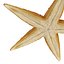 Starfishes 3D Models Collection