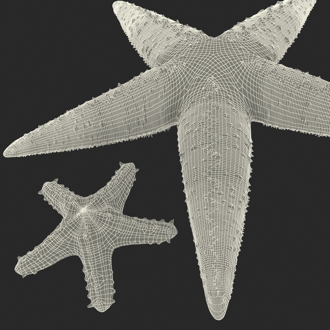 3d model of starfishes set red https://p.turbosquid.com/ts-thumb/bp/hJnV6f/BfLgu1em/starfishescollection3dmodels46/jpg/1464952517/1920x1080/fit_q87/528fdbf822618538938588d96de8c363d4355018/starfishescollection3dmodels46.jpg