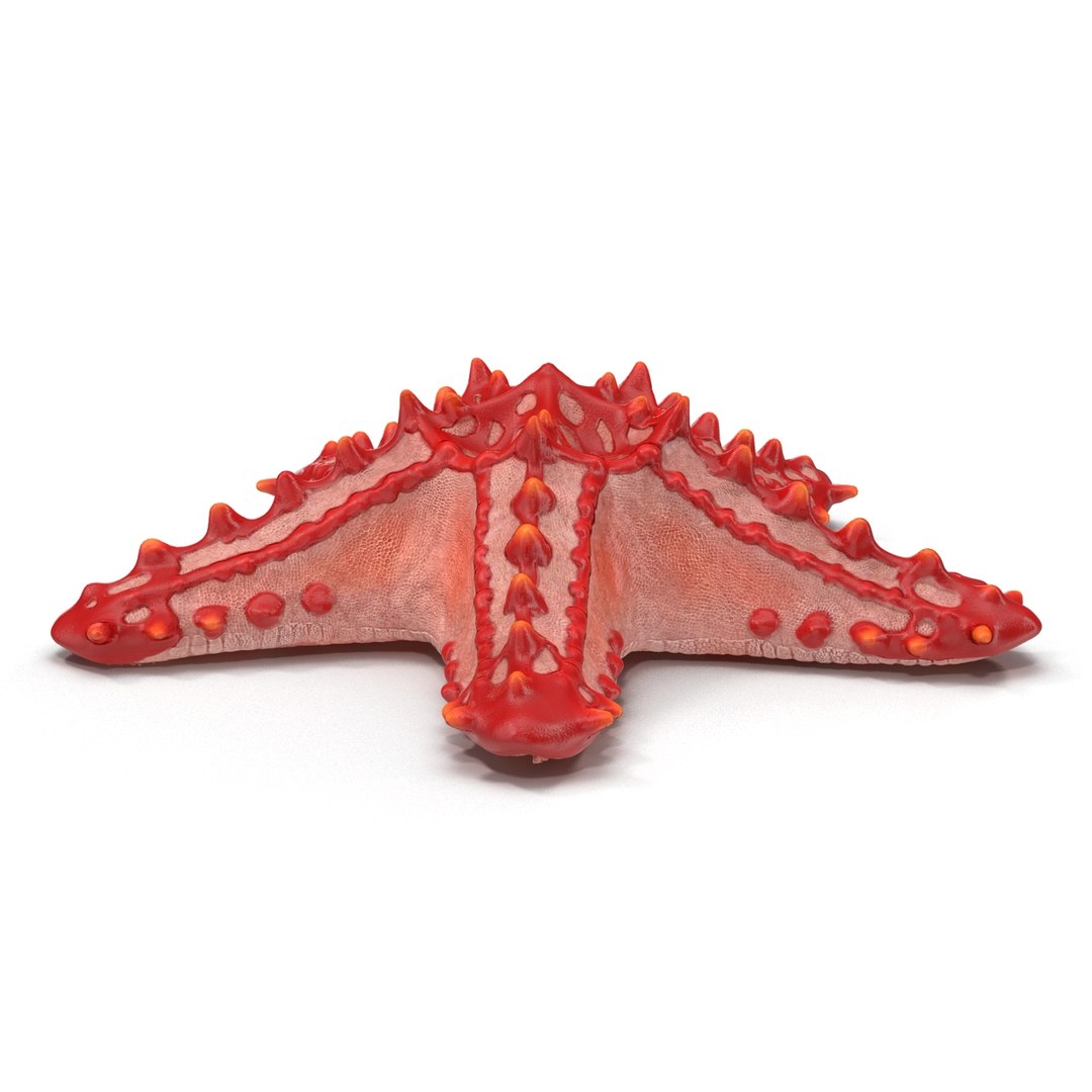 3d model of starfishes set red https://p.turbosquid.com/ts-thumb/bp/hJnV6f/HV4GSVU5/starfishescollection3dmodels11/jpg/1464952512/1920x1080/fit_q87/37acbcae73df1f4aa8212ed2ddf3fba5b9392c4d/starfishescollection3dmodels11.jpg