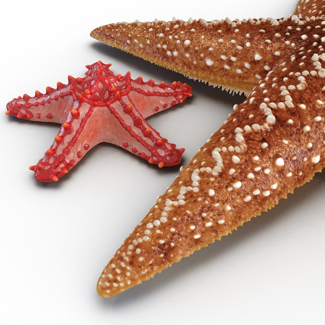 3d model of starfishes set red https://p.turbosquid.com/ts-thumb/bp/hJnV6f/KTt1cAxH/starfishescollection3dmodels07/jpg/1464952511/1920x1080/fit_q87/ba1e09929ec42bc40d813372ee5e8f5e0203bd34/starfishescollection3dmodels07.jpg