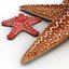 Starfishes 3D Models Collection