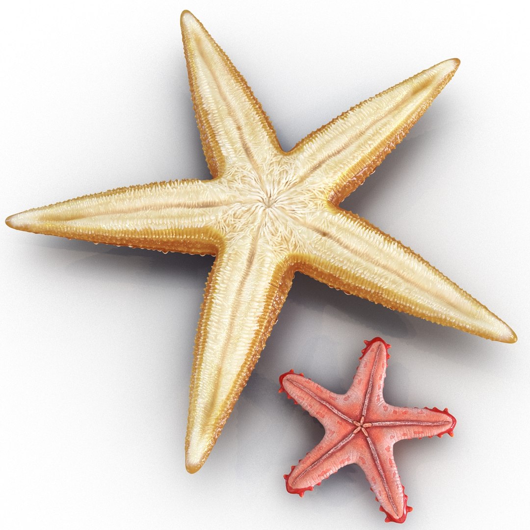 3d model of starfishes set red https://p.turbosquid.com/ts-thumb/bp/hJnV6f/KWUcvv9X/starfishescollection3dmodels04/jpg/1464952511/1920x1080/fit_q87/335f83f19bb04fb7f6069d80d25b5089a8138126/starfishescollection3dmodels04.jpg