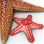 Starfishes 3D Models Collection