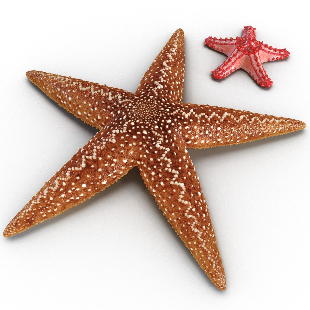 3d model of starfishes set red https://p.turbosquid.com/ts-thumb/bp/hJnV6f/Nb6ZBbNS/starfishescollection3dmodels02/jpg/1464952511/1920x1080/fit_q87/f83d64aea2d5aef8c909efda7b22c8b66db1fcf9/starfishescollection3dmodels02.jpg
