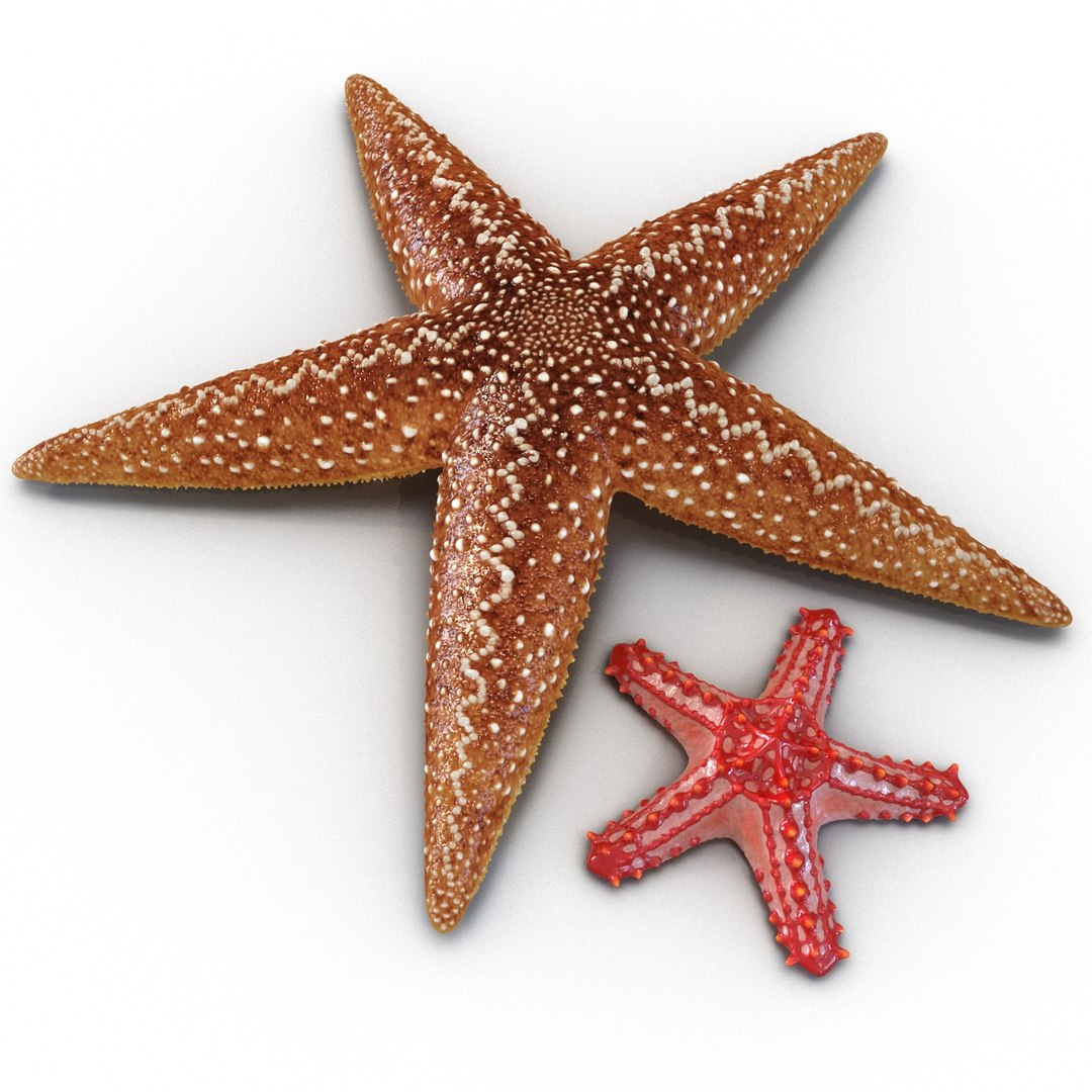 3d model of starfishes set red https://p.turbosquid.com/ts-thumb/bp/hJnV6f/Qxb8xgfT/starfishescollection3dmodels03/jpg/1464952511/1920x1080/fit_q87/7c48b9861ed7a1019b2749ce4773b889d36488d7/starfishescollection3dmodels03.jpg