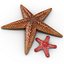Starfishes 3D Models Collection