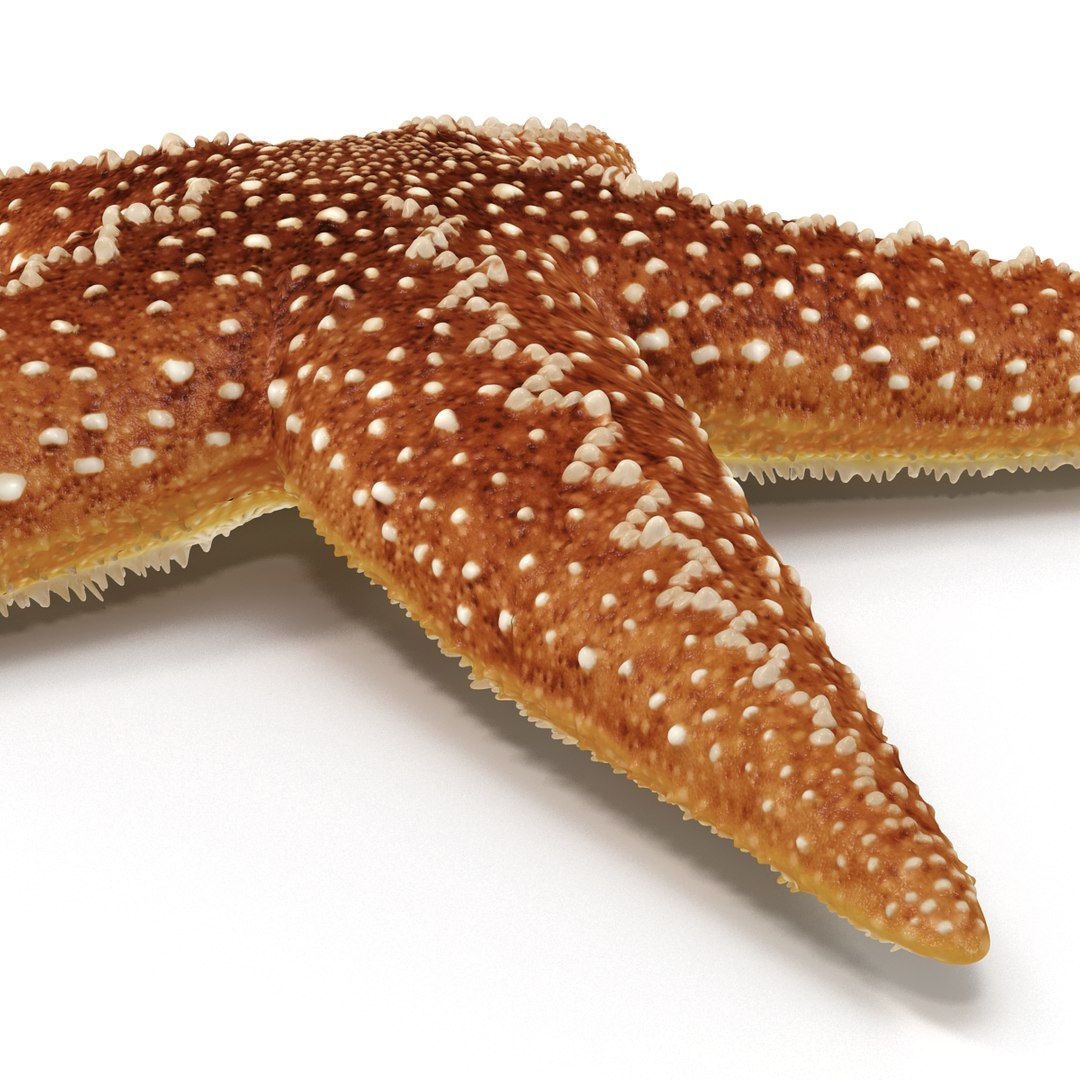 3d model of starfishes set red https://p.turbosquid.com/ts-thumb/bp/hJnV6f/Ulj0KnV0/starfishescollection3dmodels31/jpg/1464952515/1920x1080/fit_q87/ae32fbdecd7fe100aed6cfec9c7d3ad514ae5bbc/starfishescollection3dmodels31.jpg