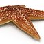 Starfishes 3D Models Collection