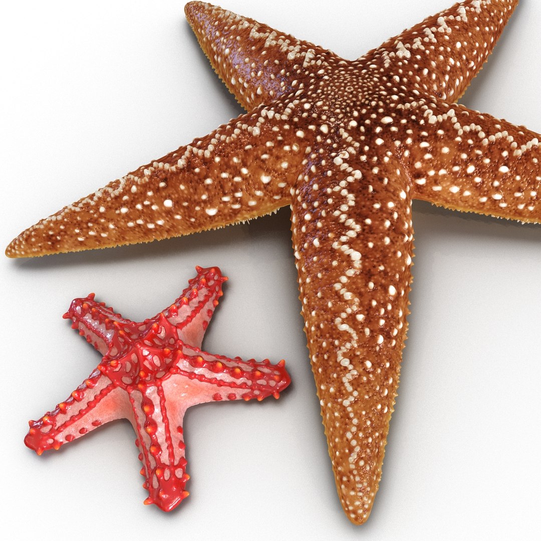 3d model of starfishes set red https://p.turbosquid.com/ts-thumb/bp/hJnV6f/X7ujflls/starfishescollection3dmodels08/jpg/1464952512/1920x1080/fit_q87/09ed30f624be8d36cce1c7673b44f7d16bc93a83/starfishescollection3dmodels08.jpg