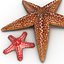 Starfishes 3D Models Collection