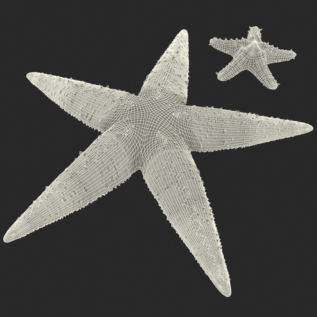 3d model of starfishes set red https://p.turbosquid.com/ts-thumb/bp/hJnV6f/XvhoL05D/starfishescollection3dmodels44/jpg/1464952517/1920x1080/fit_q87/ca9bb3f292bdf4fdcfd81b2982b5b67cf7ad3579/starfishescollection3dmodels44.jpg