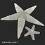 Starfishes 3D Models Collection