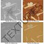 Starfishes 3D Models Collection