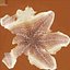 Starfishes 3D Models Collection