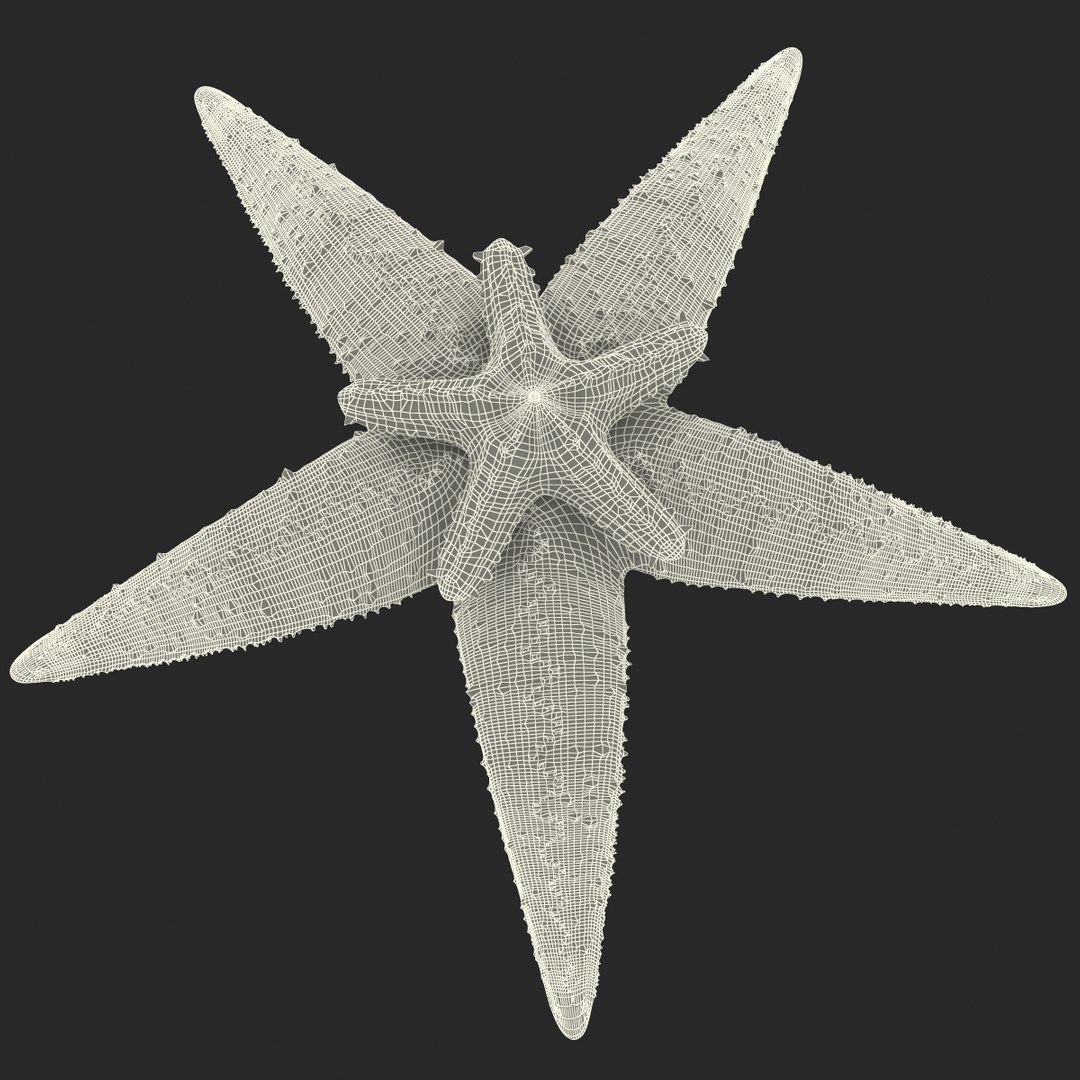 3d model of starfishes set red https://p.turbosquid.com/ts-thumb/bp/hJnV6f/isnj9EUk/starfishescollection3dmodels43/jpg/1464952517/1920x1080/fit_q87/4df024acd38c8d08bff33e0aae72f3e0cfd992d7/starfishescollection3dmodels43.jpg