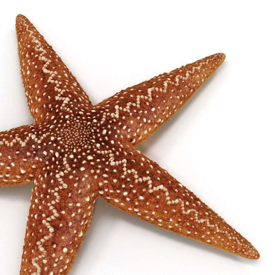 3d model of starfishes set red https://p.turbosquid.com/ts-thumb/bp/hJnV6f/jO8pEZOX/starfishescollection3dmodels27/jpg/1464952514/1920x1080/fit_q87/f3b8f97c6017dcedcba149825505e6e54e6bc4de/starfishescollection3dmodels27.jpg