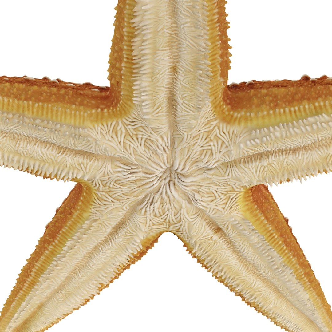 3d model of starfishes set red https://p.turbosquid.com/ts-thumb/bp/hJnV6f/mvqaDKK0/starfishescollection3dmodels30/jpg/1464952515/1920x1080/fit_q87/2468fb8ab66d4f2d012069b7b66c9bafc44421e3/starfishescollection3dmodels30.jpg