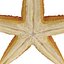 Starfishes 3D Models Collection