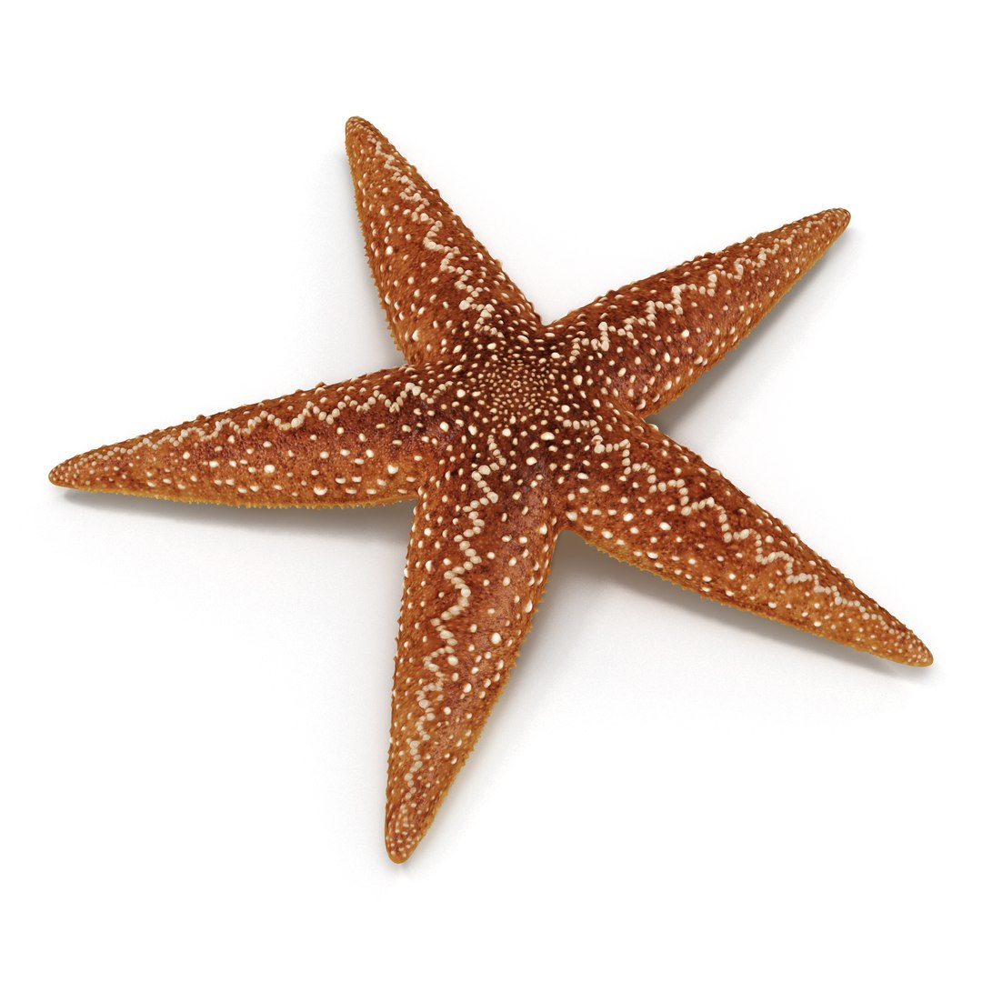 3d model of starfishes set red https://p.turbosquid.com/ts-thumb/bp/hJnV6f/tcHt36yL/starfishescollection3dmodels21/jpg/1464952513/1920x1080/fit_q87/c1e2febbdf8475a11d942d5eb6a36347d091c1ce/starfishescollection3dmodels21.jpg