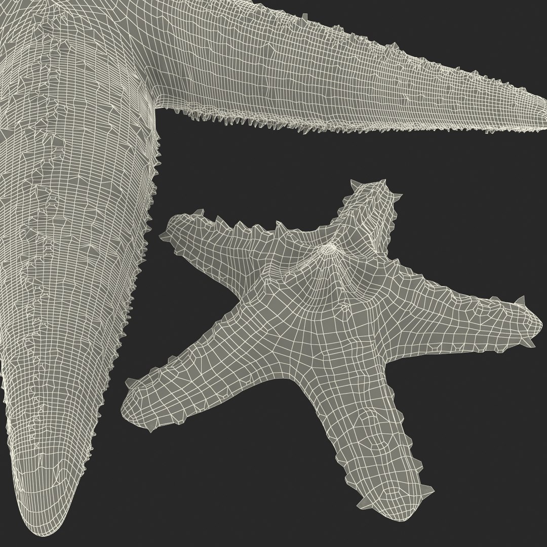 3d model of starfishes set red https://p.turbosquid.com/ts-thumb/bp/hJnV6f/u4m3QBTa/starfishescollection3dmodels45/jpg/1464952517/1920x1080/fit_q87/c482c2ee2ba2a5daf45fc5138261341c65810151/starfishescollection3dmodels45.jpg