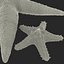 Starfishes 3D Models Collection