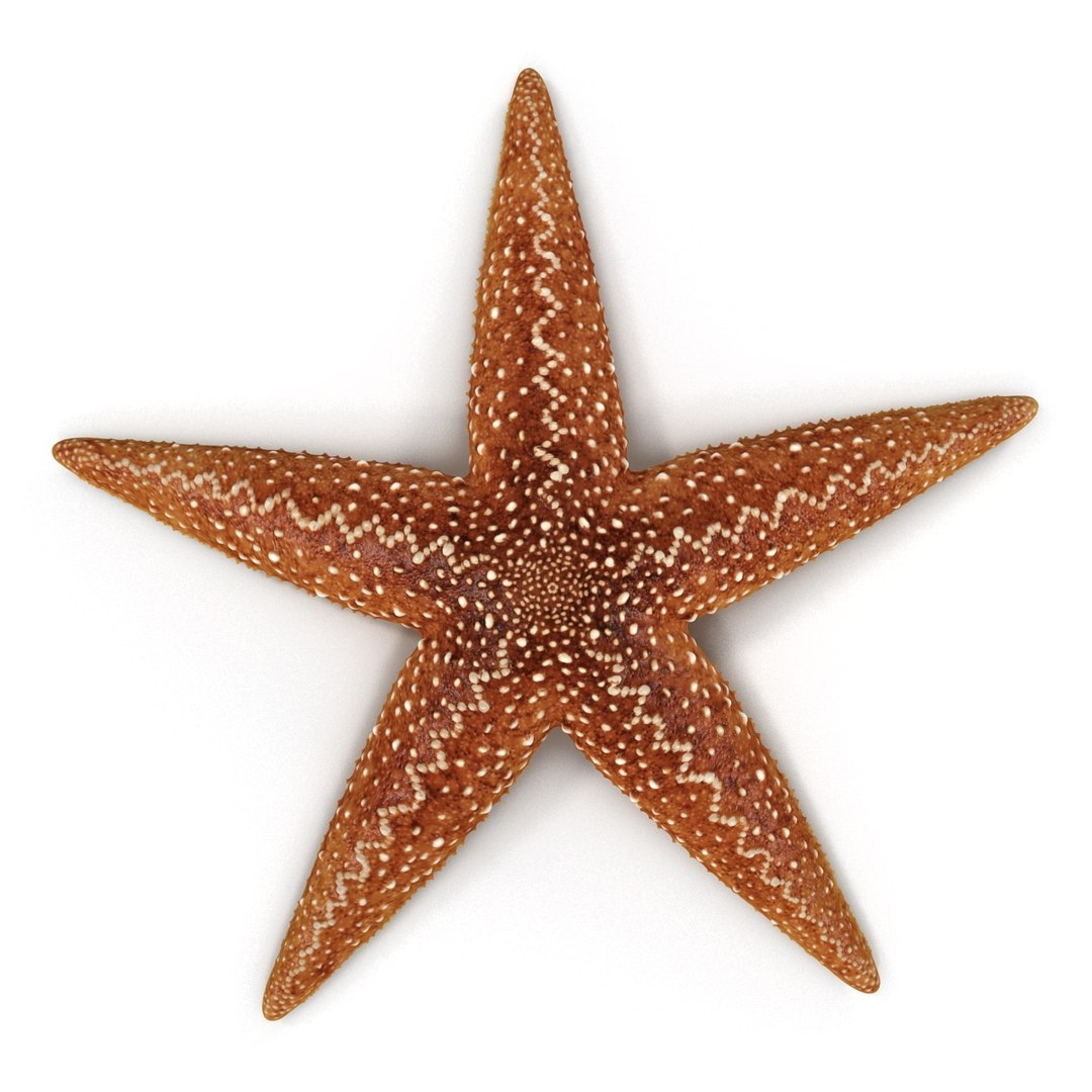 3d model of starfishes set red https://p.turbosquid.com/ts-thumb/bp/hJnV6f/xqC4jd0T/starfishescollection3dmodels25/jpg/1464952514/1920x1080/fit_q87/5b29a9fe35a7eca8356c7f8c34b7780866f4fd2a/starfishescollection3dmodels25.jpg