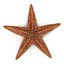 Starfishes 3D Models Collection