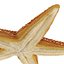 Starfishes 3D Models Collection