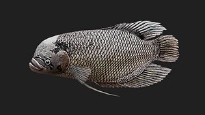 3D Bass fish model