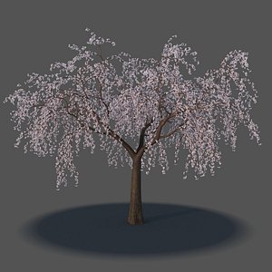 XfrogPlants Yoshino Cherry - Prunus Yedoensis 3D model