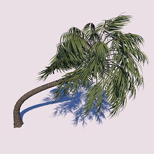 3D model curvy palm tree