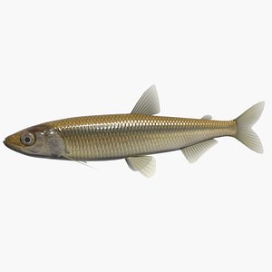 Japanese smelt