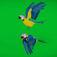 Macaw Ara Parrot