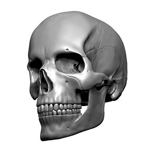 Detailed High Poly Human Skull