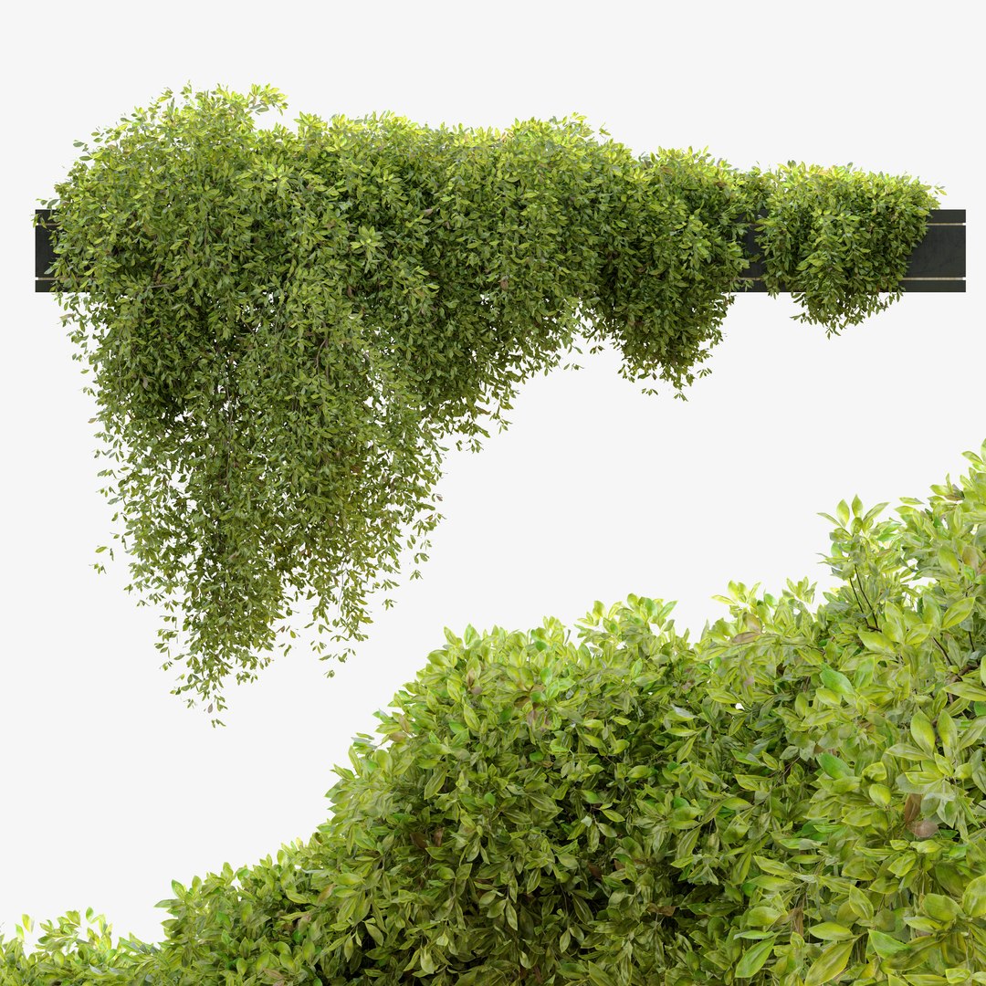 3D Hanging Plant 8 Model TurboSquid 1956375