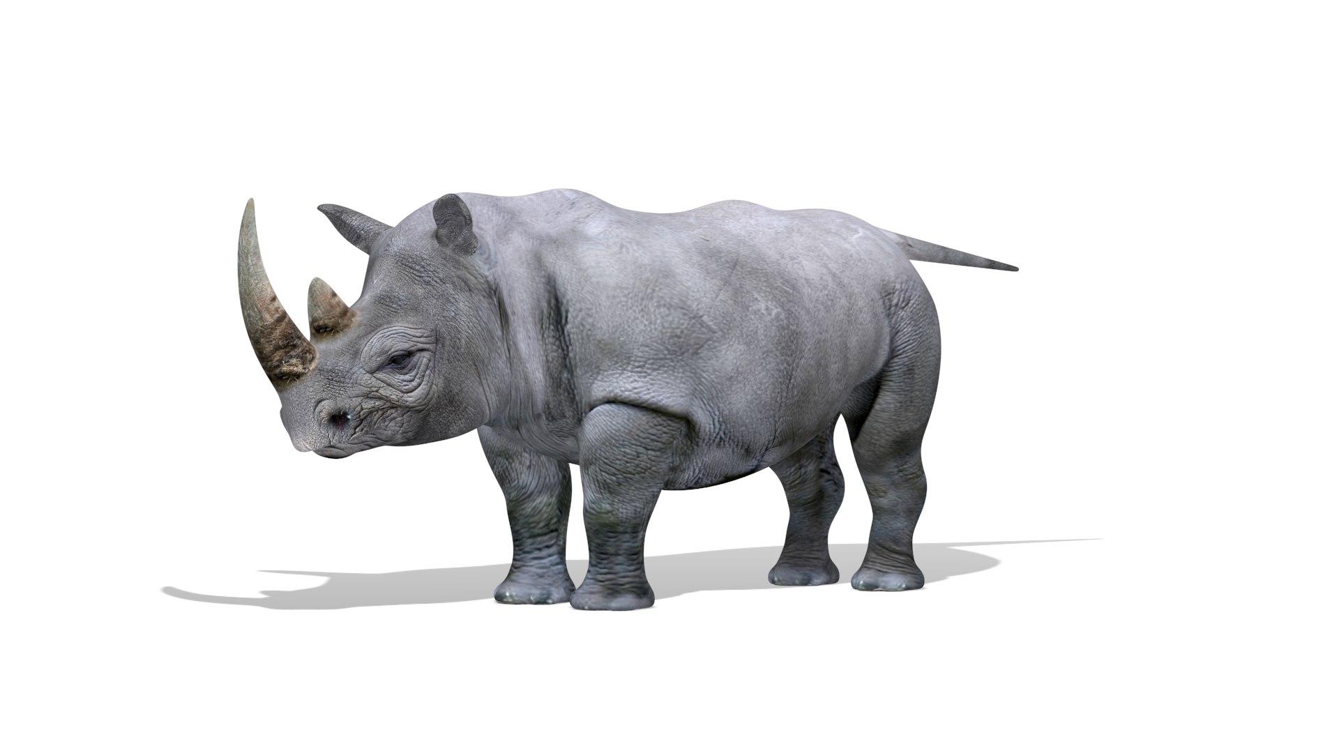 3D Rhino Realistic Rhinoceros Low Poly 3D Model https://p.turbosquid.com/ts-thumb/bq/SIjOct/5F/rhino_persp_001/jpg/1757251434/1920x1080/fit_q87/204110091649f8c847651299739875f3582905a0/rhino_persp_001.jpg
