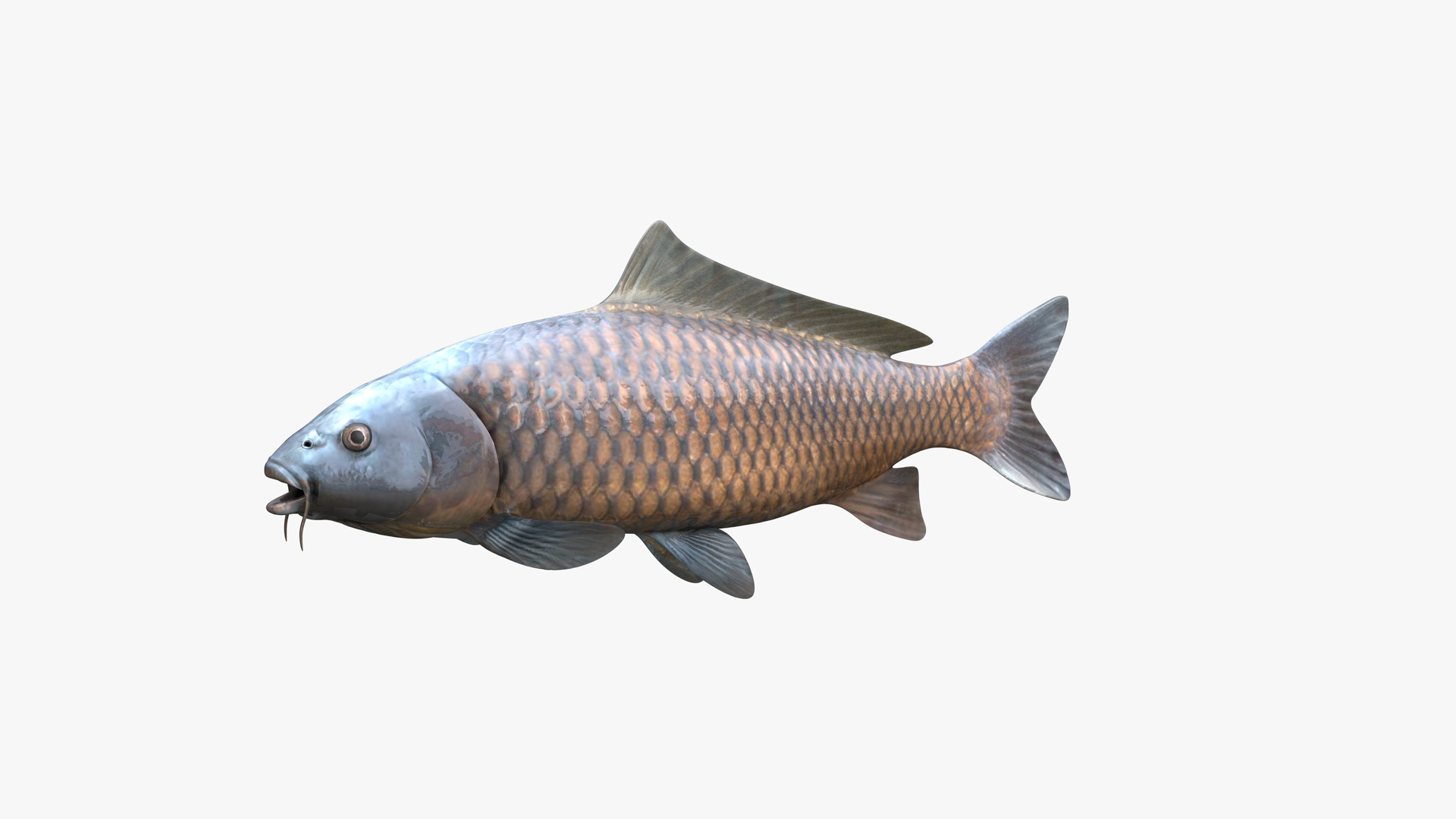 Common Carp Wild Variety model https://p.turbosquid.com/ts-thumb/bq/SMJcyv/27/0000/png/1623822053/1920x1080/turn_fit_q99/73520f2e17207bfd1fd0e91a722fc949a2cfb893/0000-1.jpg