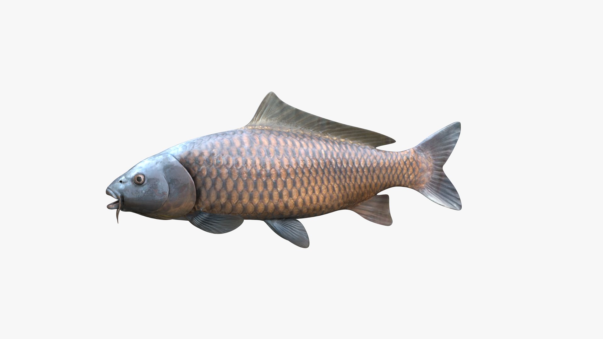 Common Carp Wild Variety model https://p.turbosquid.com/ts-thumb/bq/SMJcyv/pk/common_carp_cyprinus_carpio_wild_variety_3d_model_by_andreas_piel_004/png/1623825101/1920x1080/fit_q87/be486bea1e0c8f616fb3aa315687b07279035365/common_carp_cyprinus_carpio_wild_variety_3d_model_by_andreas_piel_004.jpg