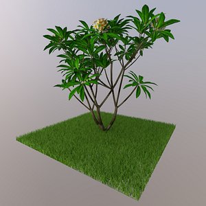 white flower 3D