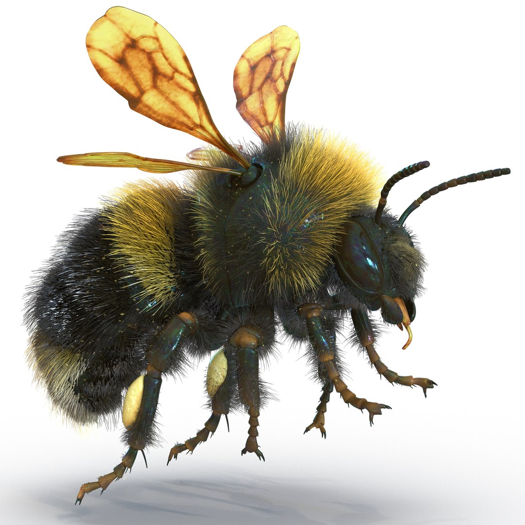 Bumblebee Rigged 3D model preview