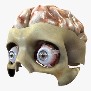 3D eye brain model