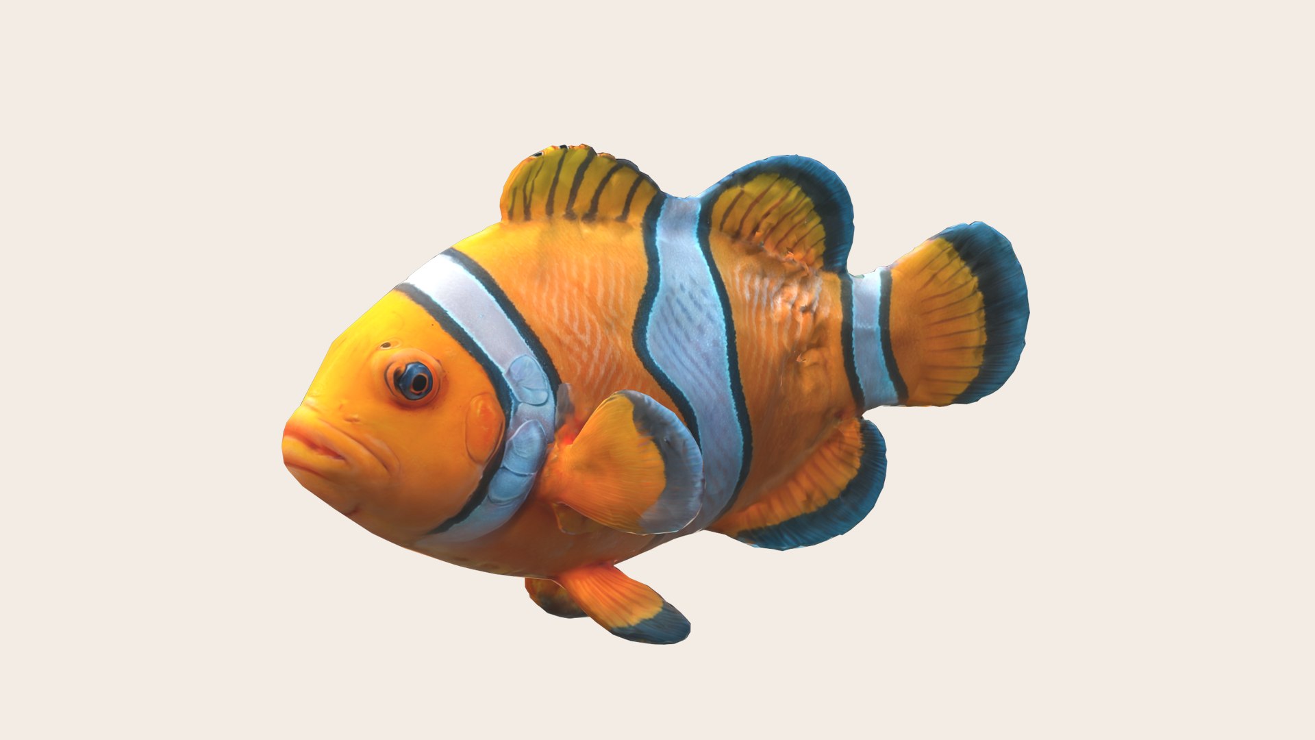 Clownfish White 3D - TurboSquid 2271411