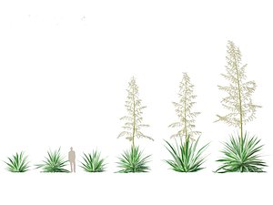 3D model Furcraea foetida - Giant Cabuya