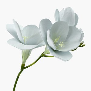 white freesia flower model