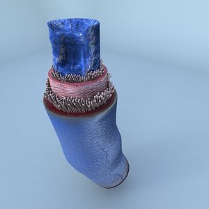 Structure of a Normal Heart Vein