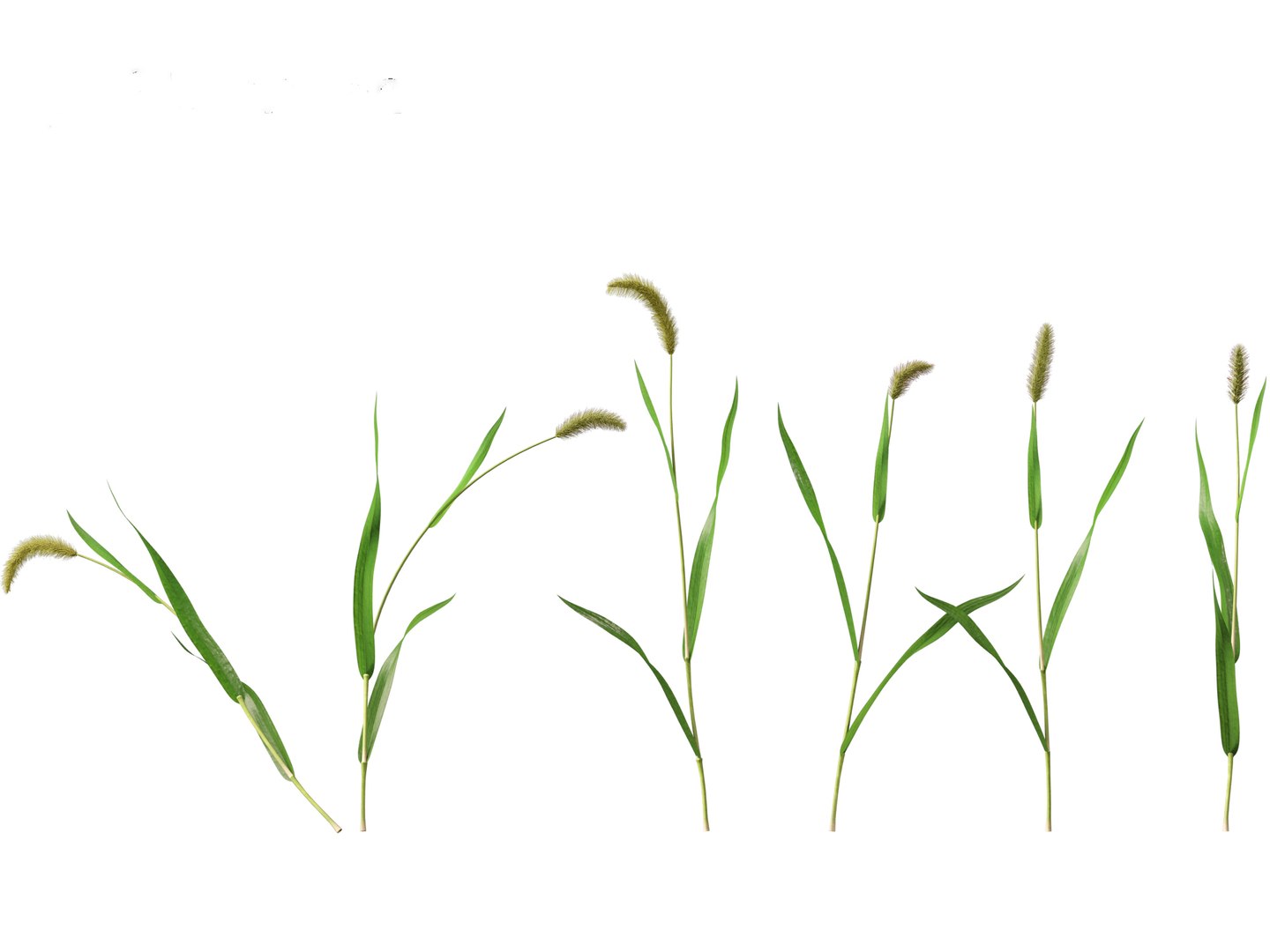 3D Setaria viridis - Green foxtail https://p.turbosquid.com/ts-thumb/bq/vKjLFW/IH/setariaviridis013/jpg/1695033441/1920x1080/fit_q87/1fa7a06904a32cc39932f1b5c8c985ddfe9f2199/setariaviridis013.jpg