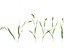 Setaria viridis - Green foxtail